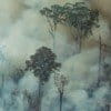 Image with missing alt attribute found on mongabay.com