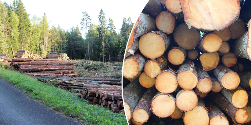 l&auml;gsta slutavverknings&aring;lder
