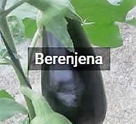 Image with missing alt attribute found on infoagro.com