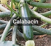 Image with missing alt attribute found on infoagro.com