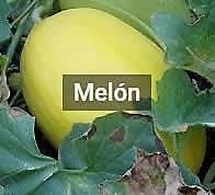 Image with missing alt attribute found on infoagro.com