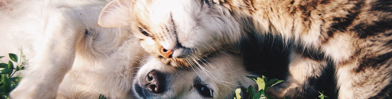 cat and dog playing in grass