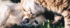 cat and dog playing in grass