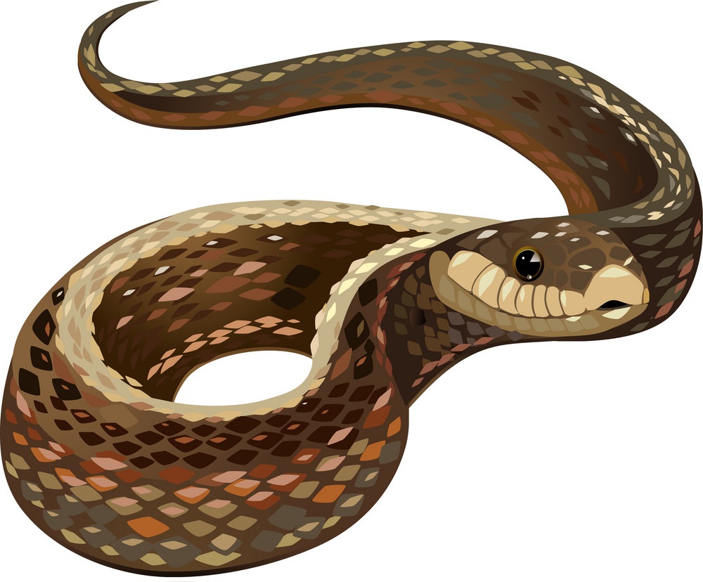 蛇 イラスト