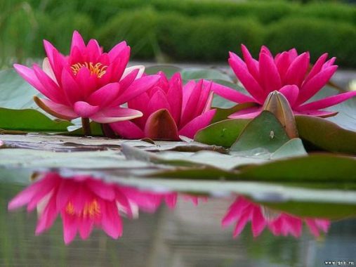 Giải m&atilde; giấc mơ: Mơ thấy hoa s&uacute;ng l&agrave; điềm b&aacute;o điều g&igrave;? Đ&aacute;nh số n&agrave;o?