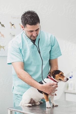 Veterinary