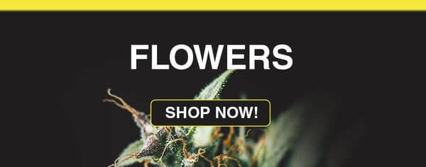 Image with missing alt attribute found on lowpricebud.co