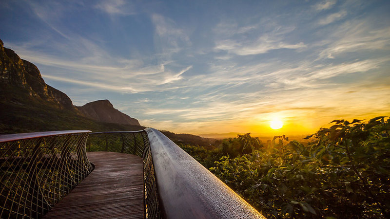 Apetece-lhe um passeio pelas copas das &aacute;rvores?