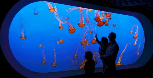 MBA-kelp