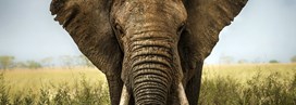 Afrique