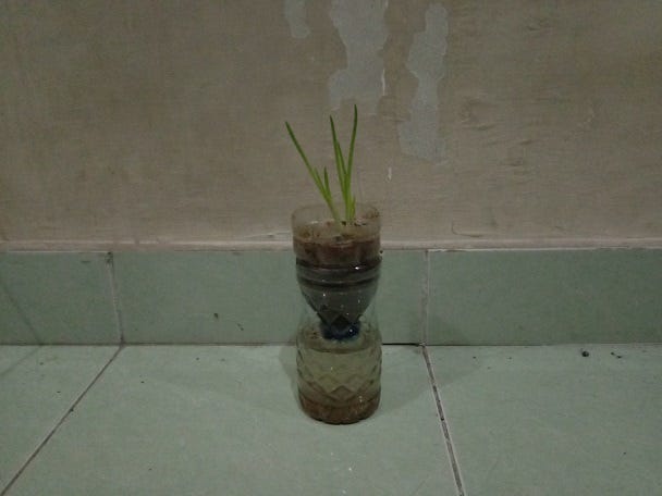 bawang hidroponik