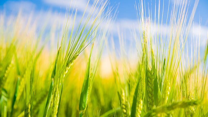 Agricultiva