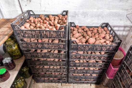 How to Store Potatoes to Make Them Last for Months