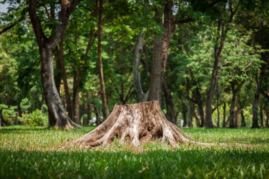 6 Tree Stump Removal Options to Get Rid of Stumps  Painlessly