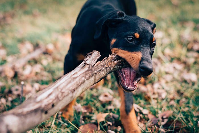 Dog Attacks and Other Animal Attacks