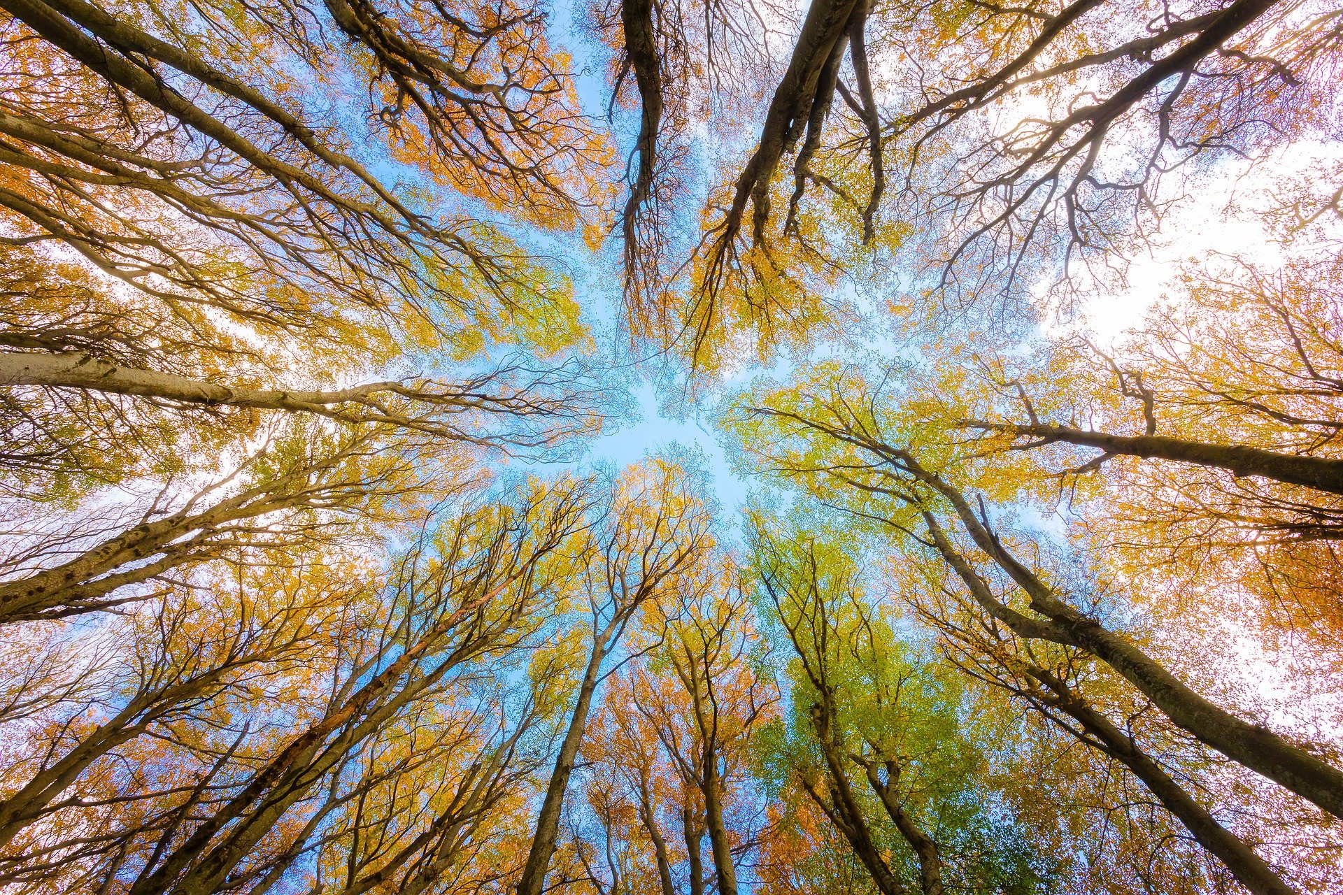Cimes des arbres en automne