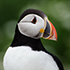 portrait of an Atlantic puffin