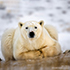 polar bear in snow