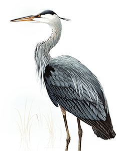 Image with missing alt attribute found on nwf.org