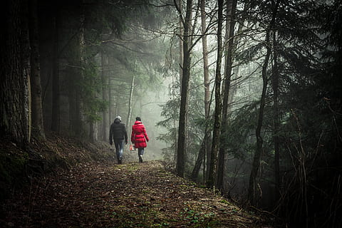 girl, woman, guy, man, people, walking, trekking, hiking, forest, woods, trees, nature, dirt, tree, land, plant, footpath, rear view, fog, woodland, real people, the way forward, leisure activity, full length, tranquility, lifestyles, direction, outdoors, hood - clothing, 5K, CC0, public domain, royalty free
