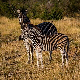 wildlife photography, two, white-and-black zebras, zebra, animal, wildlife, nature, outdoor, green, grass, field, animal wildlife, animals in the wild, animal themes, striped, mammal, plant, safari, no people, standing, group of animals, vertebrate, full length, tourism, outdoors, herbivorous, semi-arid, 2K, CC0, public domain, royalty free