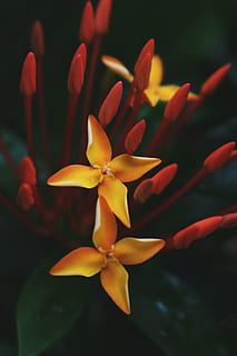 selective, focus photo, yellow, 4-petaled, 4- petaled flowers, closeup, photography, ixora, flower, flowers, nature, blossoms, pink, peach, petals, stems, stalks, branches, macro, still, bokeh, santan, petal, close-up, flower head, freshness, beauty in nature, no people, fragility, red, plant, vulnerability, flowering plant, inflorescence, growth, focus on foreground, outdoors, day, orange color, leaf, 5K, CC0, public domain, royalty free