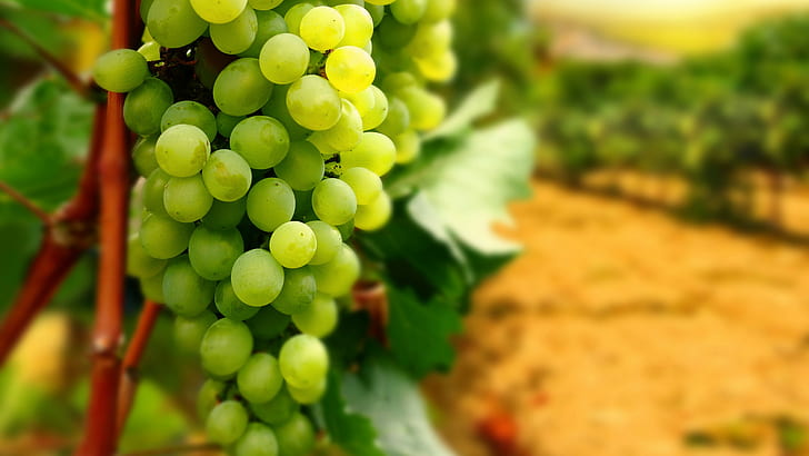 grapes, fruit, wine, HD wallpaper