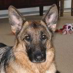 Long Island Thanksgiving Day Celebration & German Shepherd Pictures