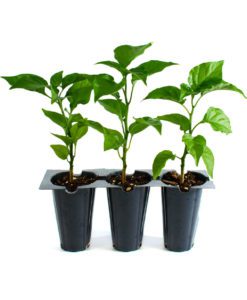 Plants