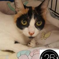 Image with missing alt attribute found on petsmartcharities.org