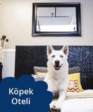 kopek-oteli