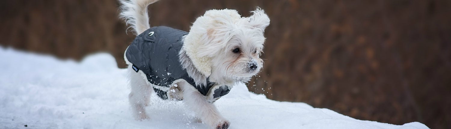 Image with missing alt attribute found on petrescuereport.com
