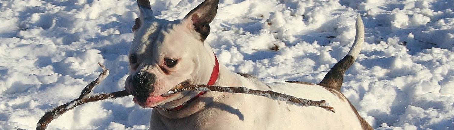 Image with missing alt attribute found on petrescuereport.com