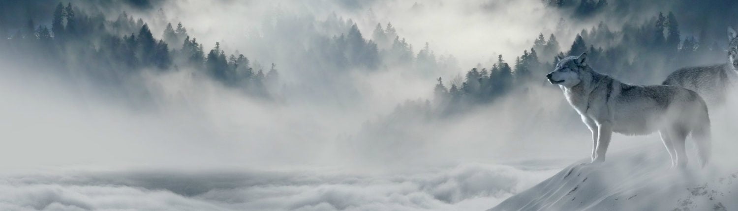 Image with missing alt attribute found on petrescuereport.com