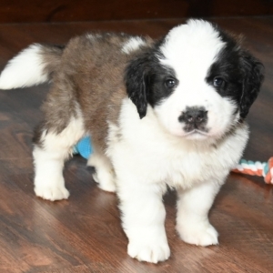 Image with missing alt attribute found on puppyspot.com