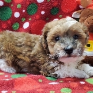 Image with missing alt attribute found on puppyspot.com