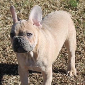 Image with missing alt attribute found on puppyspot.com