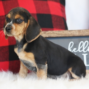 Image with missing alt attribute found on puppyspot.com