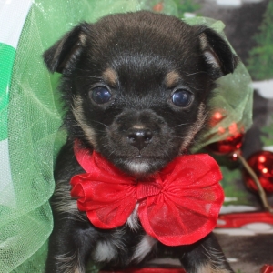 Image with missing alt attribute found on puppyspot.com