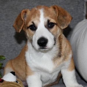 Image with missing alt attribute found on puppyspot.com