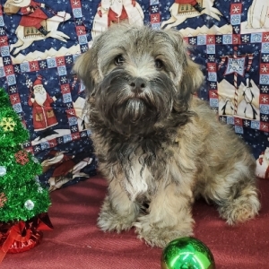 Image with missing alt attribute found on puppyspot.com