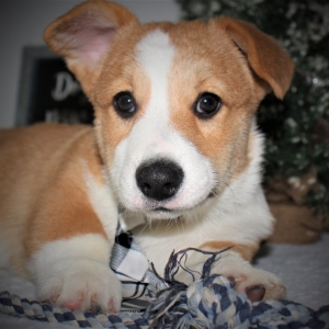 Image with missing alt attribute found on puppyspot.com