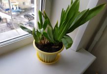 Image with missing alt attribute found on botanichka.ru