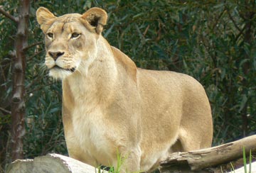 Animals Category