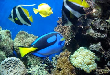 Biomes Category