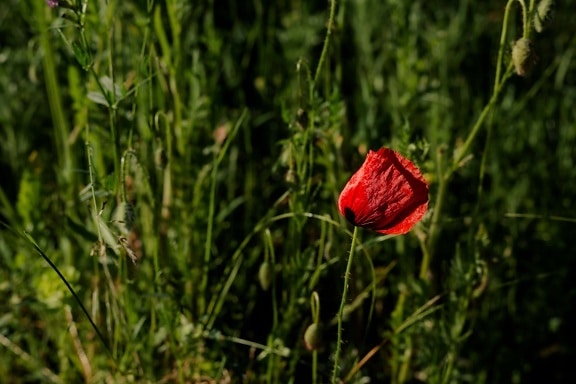majestic, poppy, flower, grass plants, opium poppy, field, bloom, summer, plant, blossom