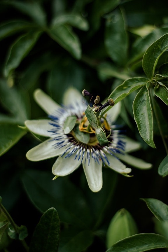 green, beetle, insect, bug, tropical, exotic, flower, leaf, yellow, nature