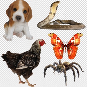 Animals