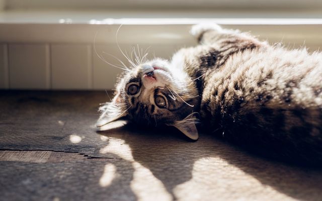Pet Sitting