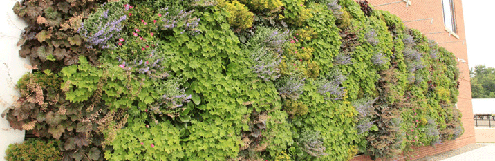 Living Walls